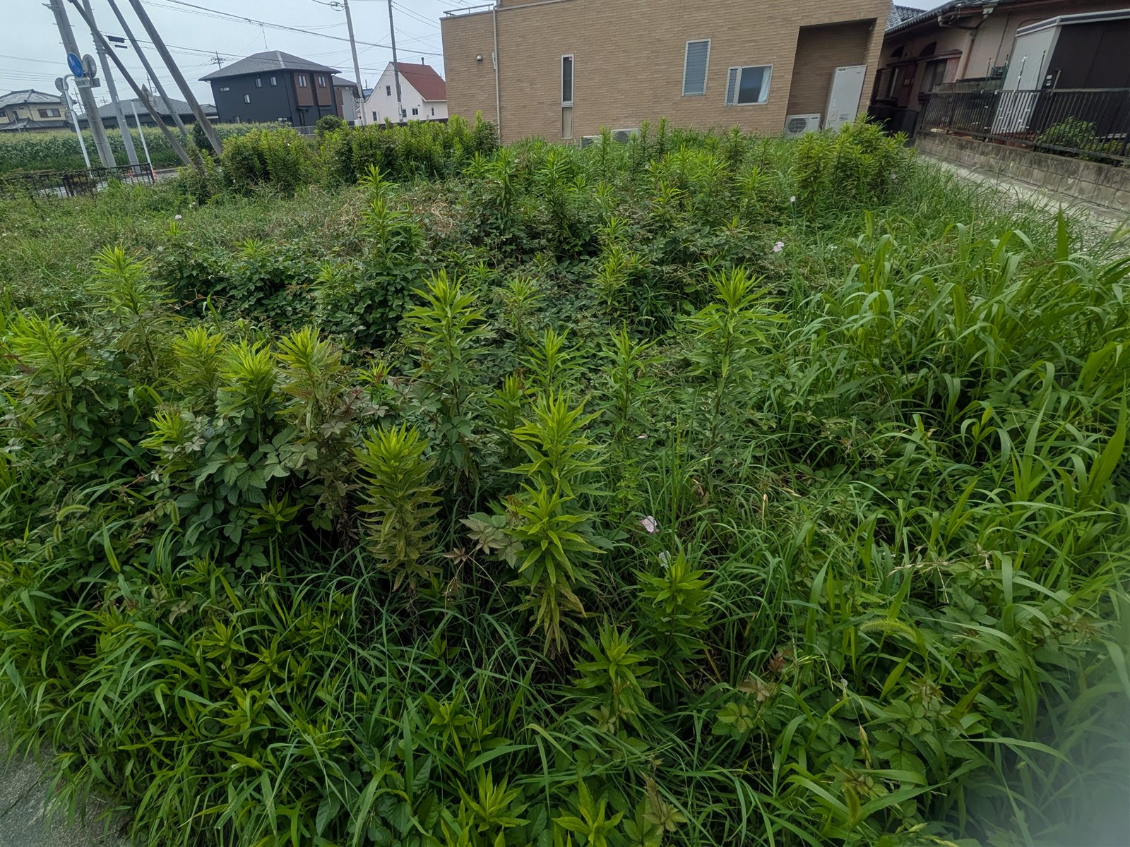 草刈り前の敷地